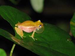 Image of Painted Treefrog