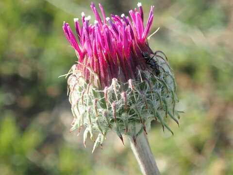 Image of Jurinea mollis (L.) Rchb.