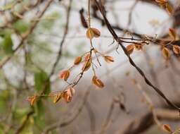 Image de Combretum albidum G. Don