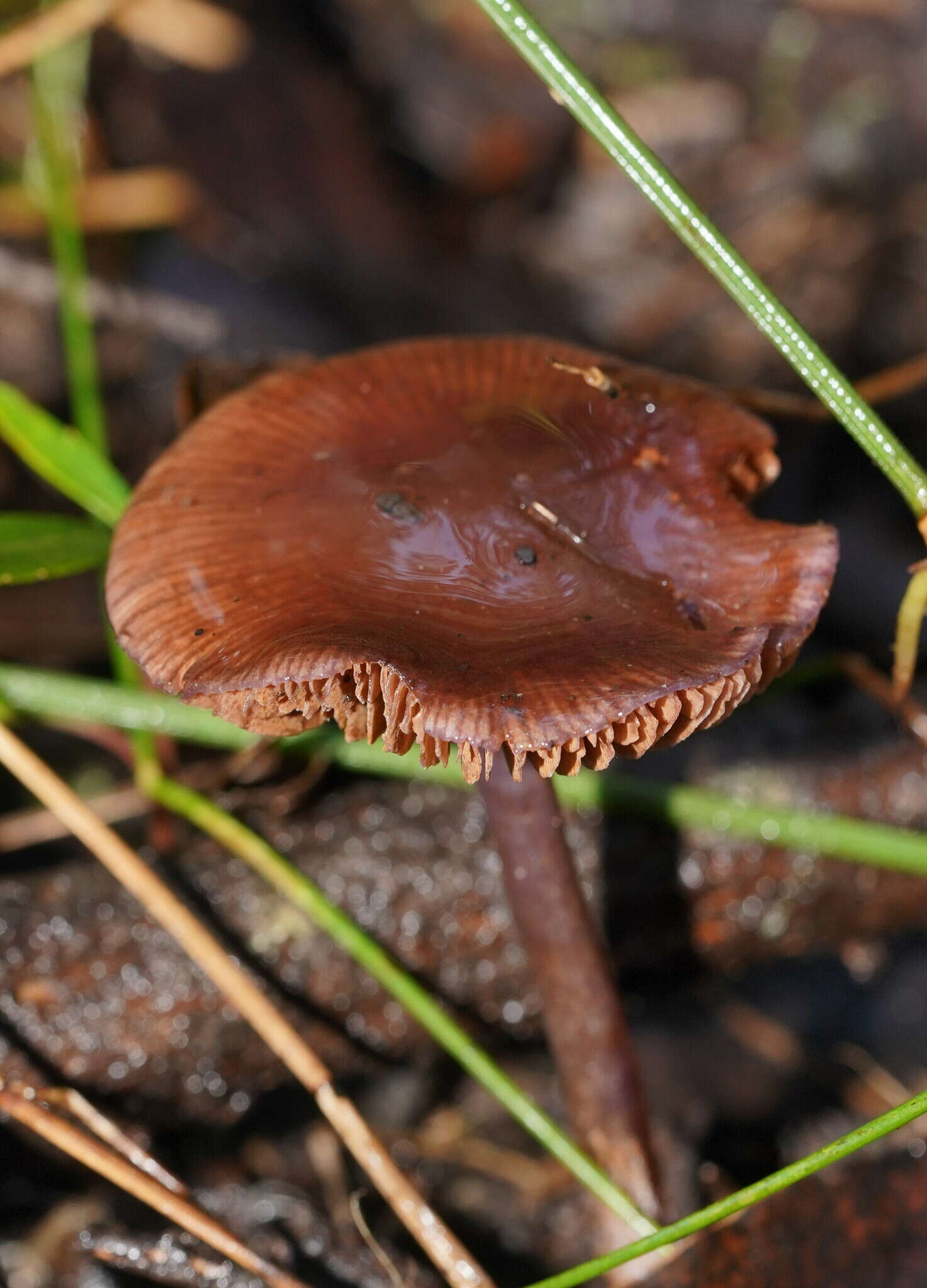 Image of Thaxterogaster submagellanicus (Gasparini) Niskanen & Liimat.