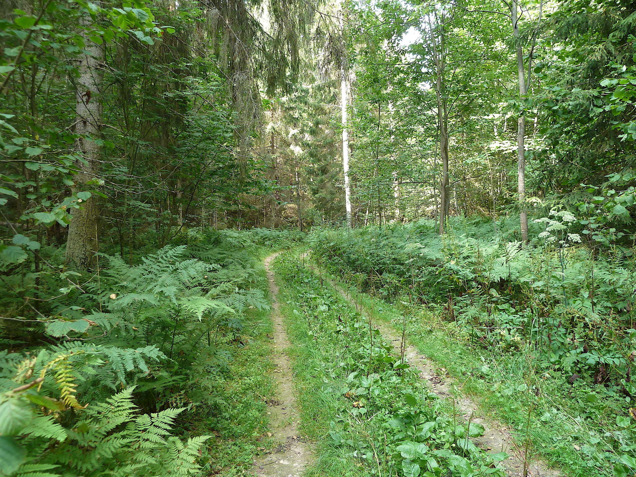 Image of Pteridium latiusculum subsp. pinetorum (C. N. Page & R. R. Mill) Fraser-Jenkins