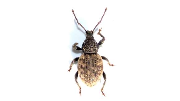 Image of Weevil