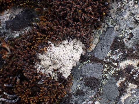 Image of Tundra saucer lichen