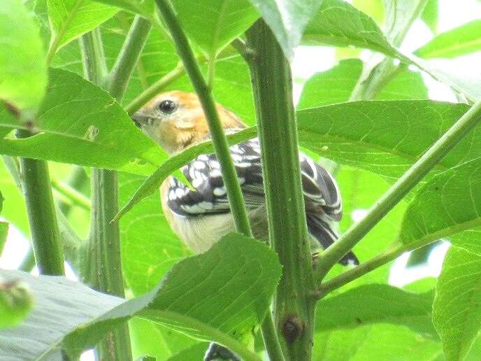 Image of Pacific Antwren