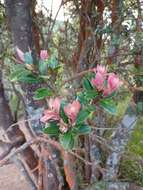 Sivun Vaccinium varingiifolium (BI.) Miq. kuva