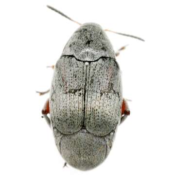 Image of Leaf beetle