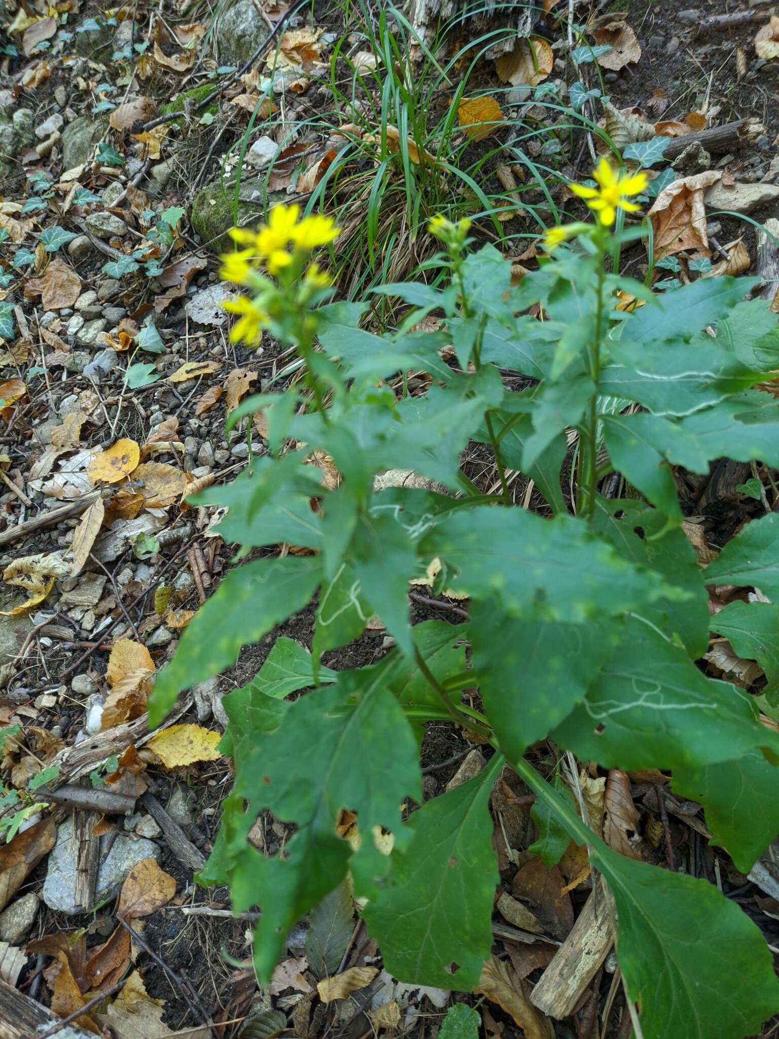 Imagem de Solidago virgaurea subsp. taurica (Juz.) Tzvel.