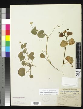 Image of <i>Viola flagelliformis</i> Hemsl.