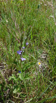 Image of fanleaf vervain