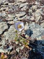 Imagem de Pulsatilla ajanensis Regel & Tiling