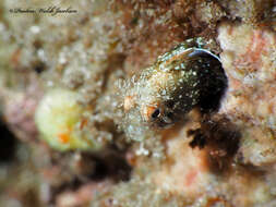 Image of Roughhead Blenny