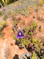 Salvia candelabrum Boiss. resmi