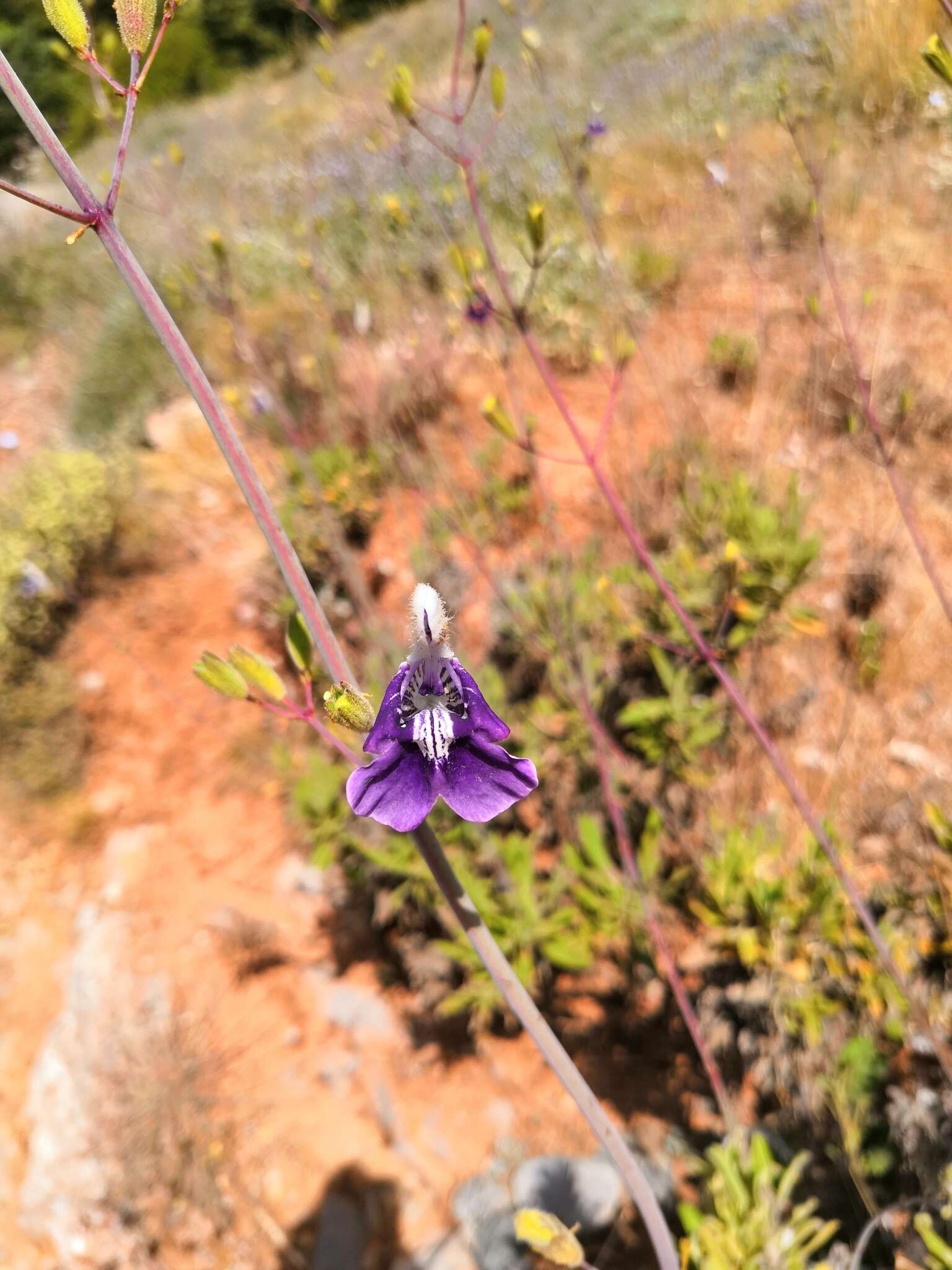 Imagem de Salvia candelabrum Boiss.