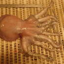 Image of warty octopus