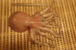 Image of warty octopus