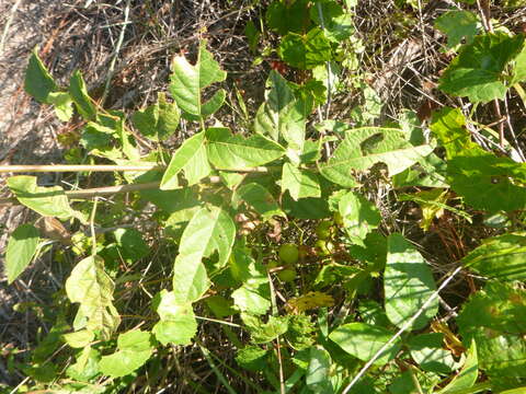 Image of Fernald's ticktrefoil