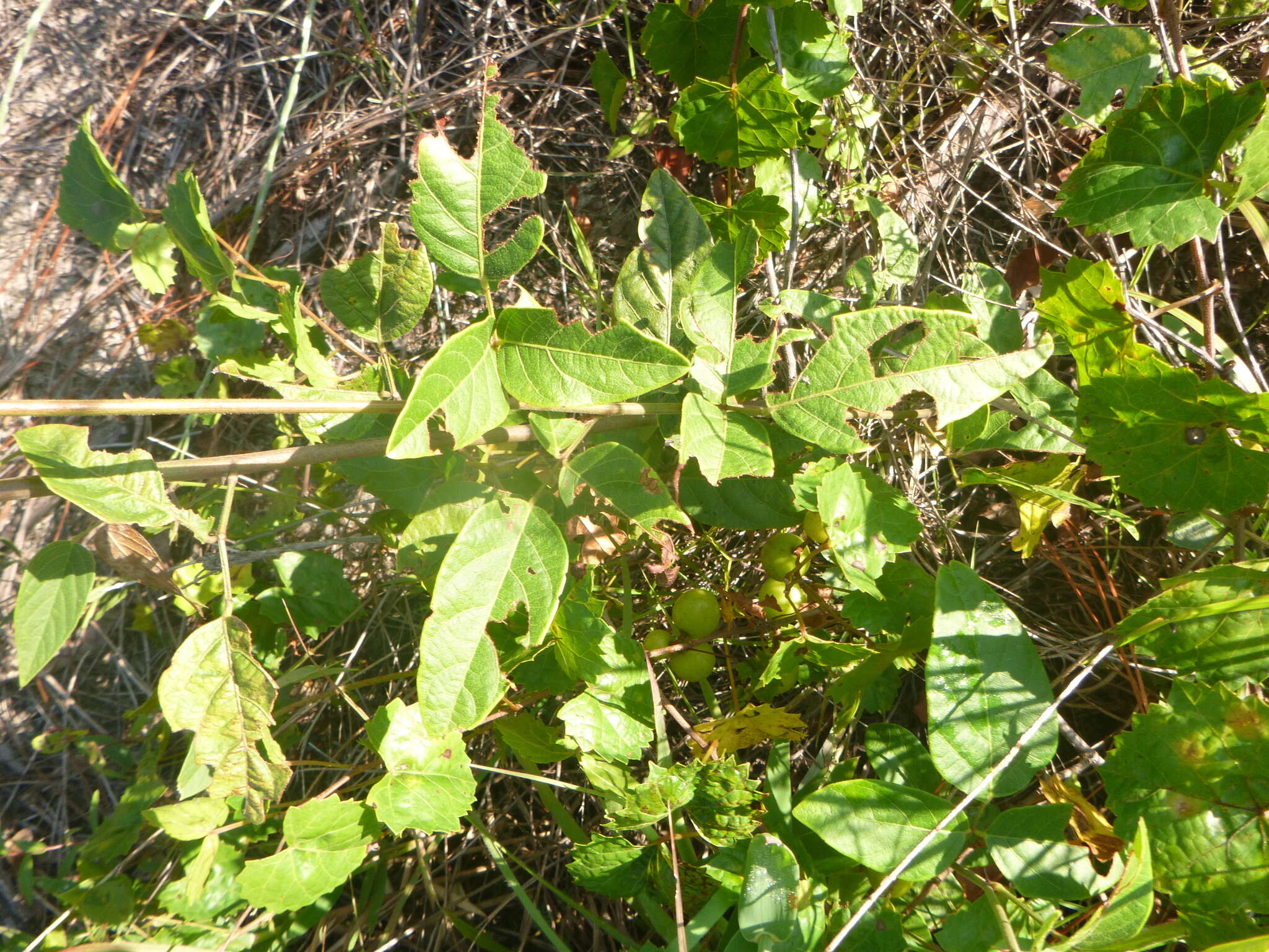 Sivun Desmodium fernaldii B. G. Schub. kuva