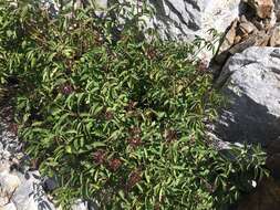 Image of Rocky Mountain elder