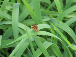 Image of Ampittia dioscorides etura Mabille 1891