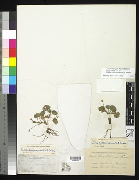 Image of <i>Viola galeanaensis</i> M. S. Baker