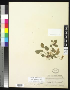 Image of Ponderosa violet