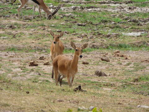 Image of Bohor Reedbuck