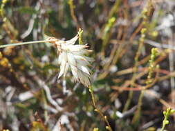 Image of Johnsonia lupulina R. Br.