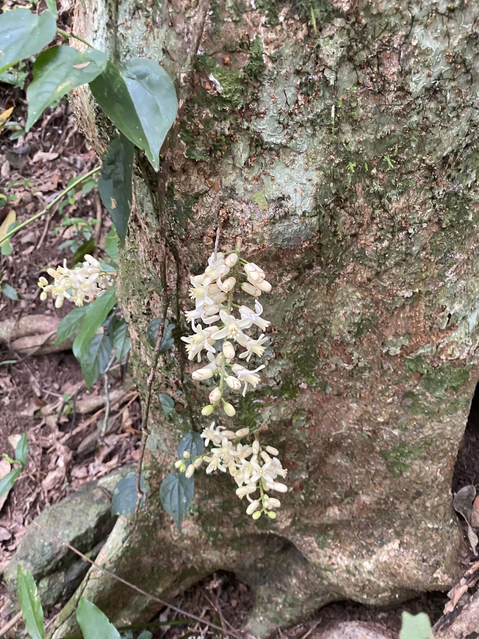 Слика од Dysoxylum parasiticum (Osbeck) Kosterm.