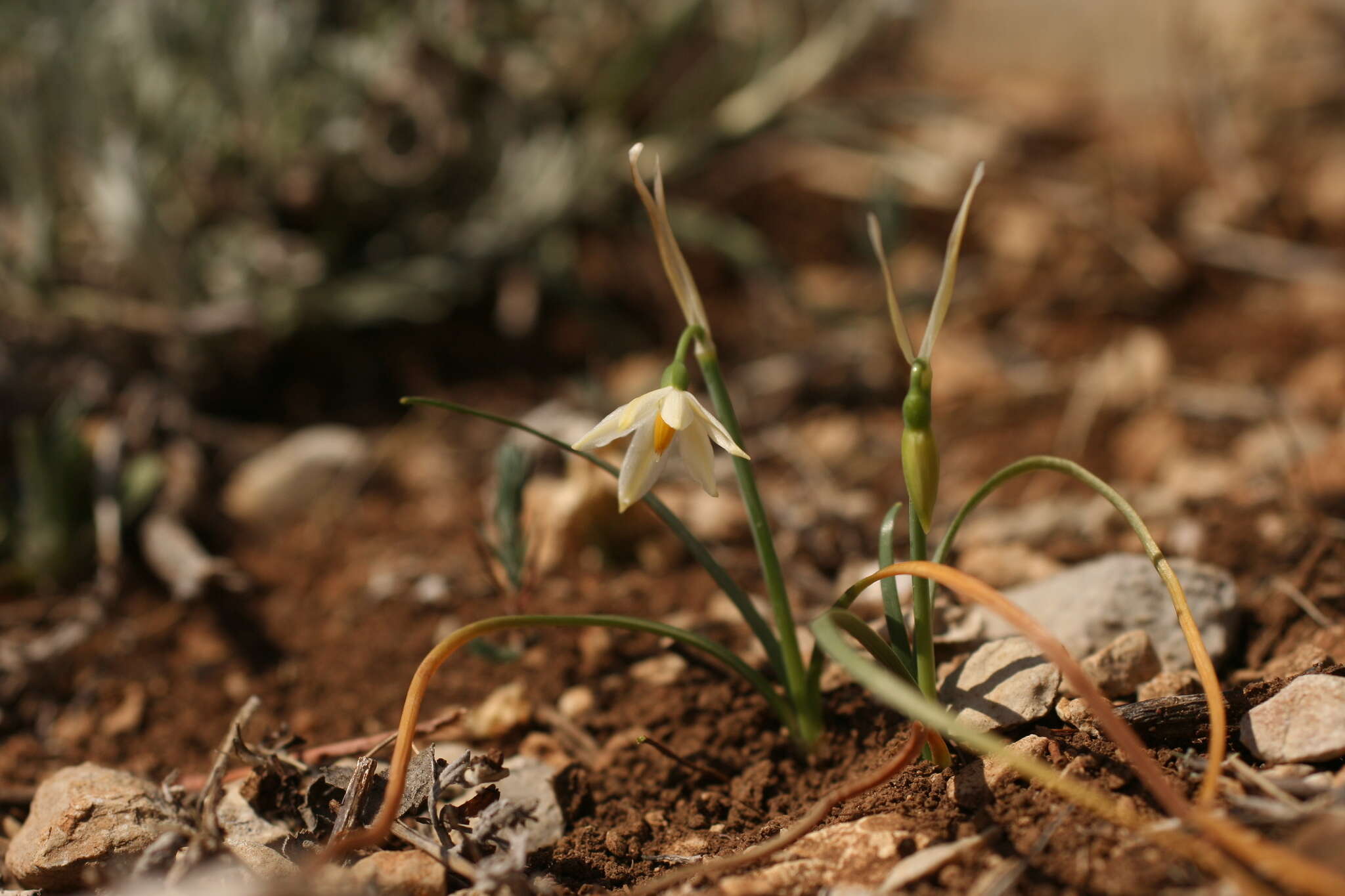 Слика од Acis nicaeensis (Ardoino) Lledó, A. P. Davis & M. B. Crespo