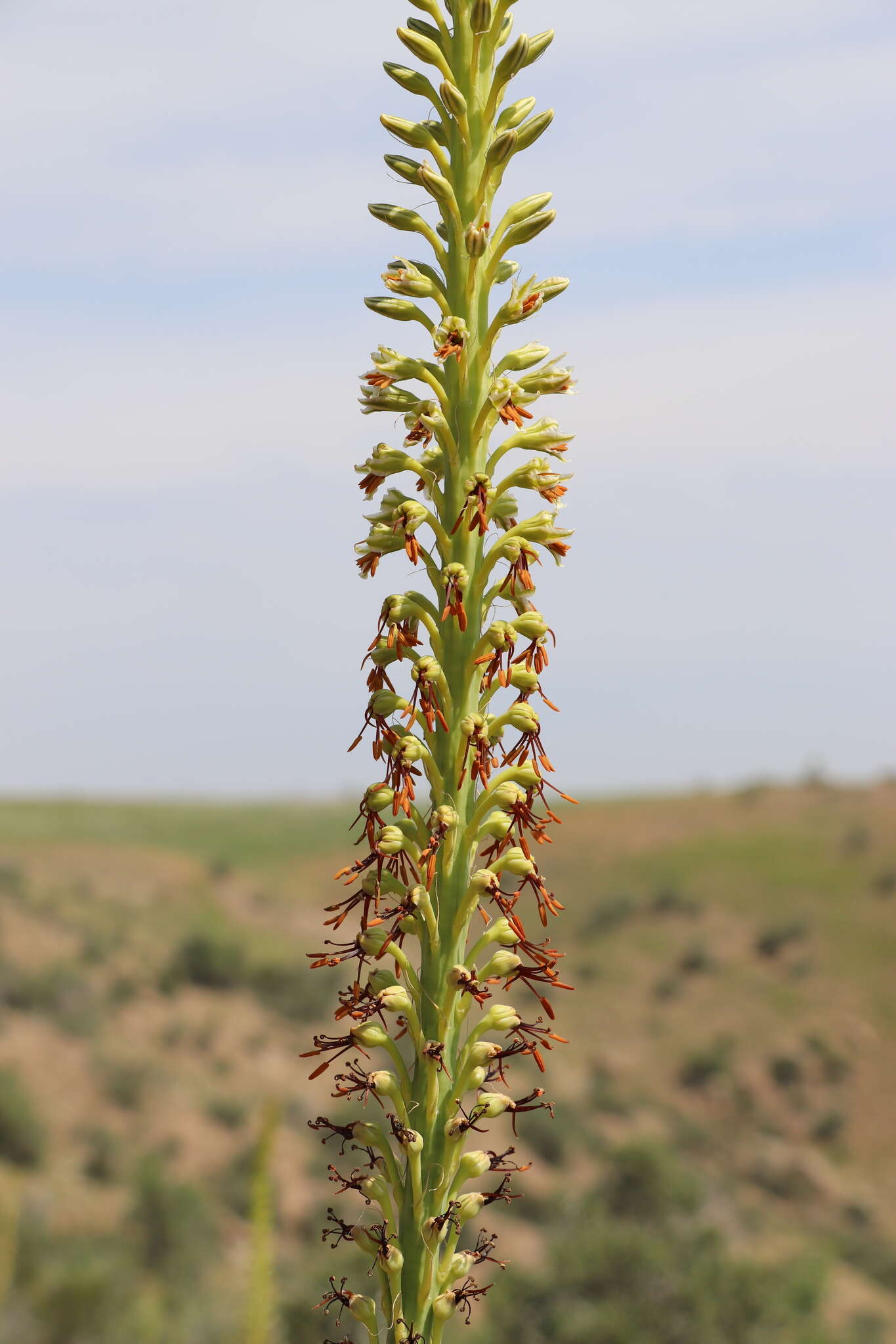 Image of Eremurus turkestanicus Regel