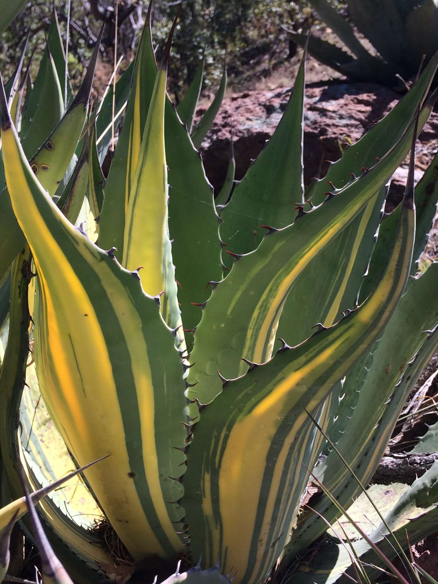 Image of Agave durangensis Gentry