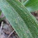 Image of Puccinia scorzonerae (Schumach.) Juel 1896