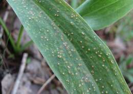 Image of Puccinia scorzonerae (Schumach.) Juel 1896