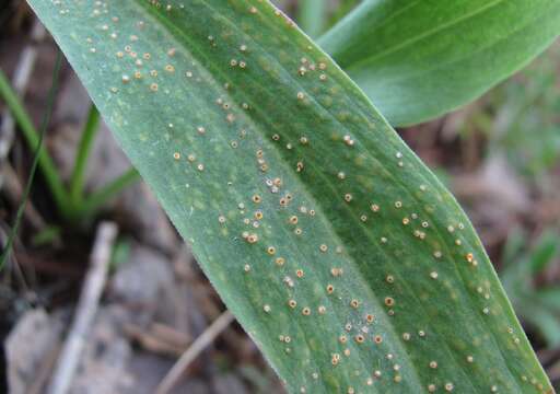 Слика од Puccinia scorzonerae (Schumach.) Juel 1896