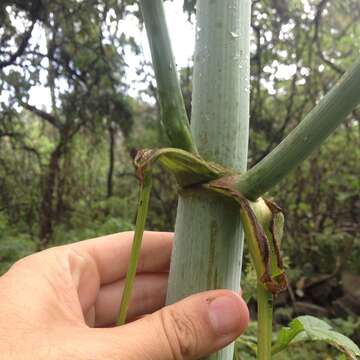 Imagem de Prionosciadium thapsoides (DC.) Mathias