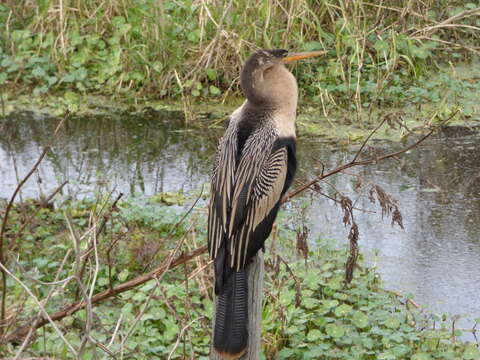 Plancia ëd Anhinga anhinga leucogaster (Vieillot 1816)