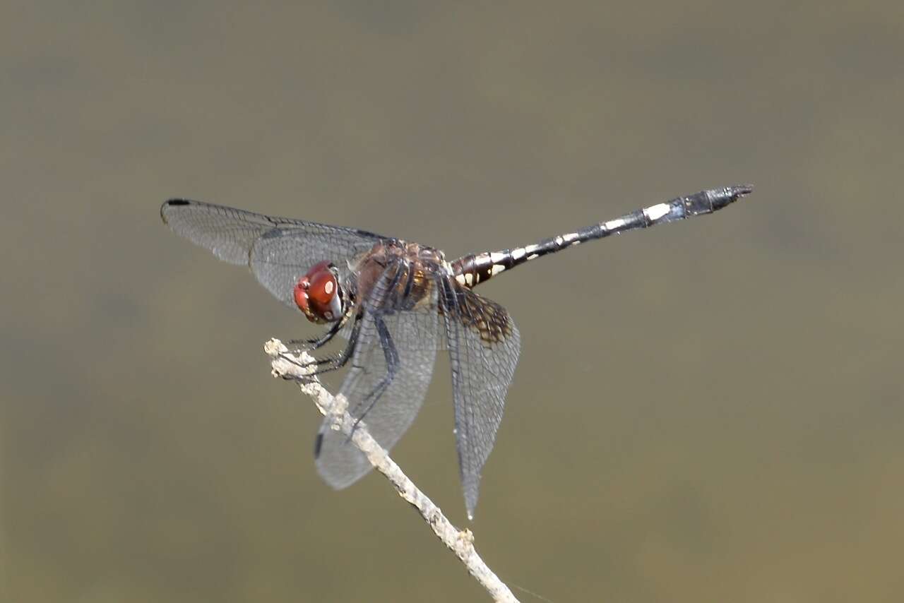 Image of Checkered Setwing