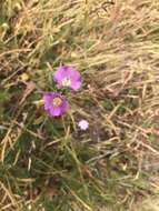 Image of winecup clarkia