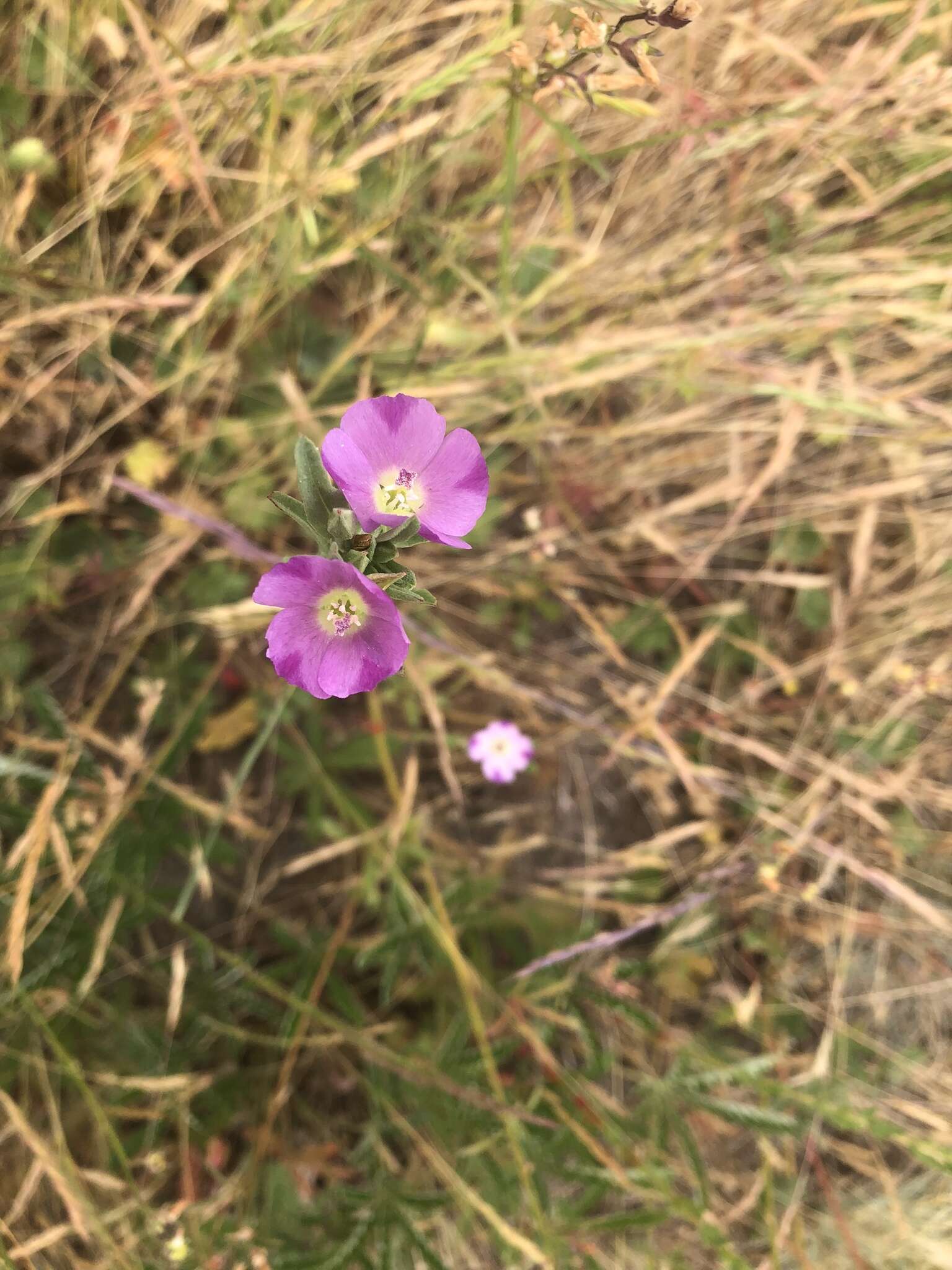 Image of winecup clarkia