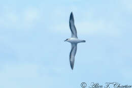 Image of Black-capped Petrel