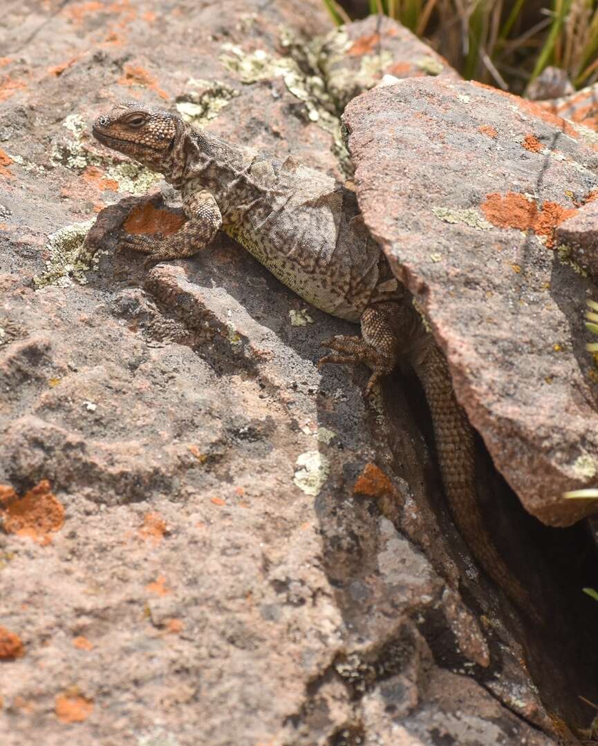 Слика од Phymaturus palluma (Molina 1782)