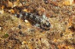 Image of Scartella caboverdiana Bath 1990