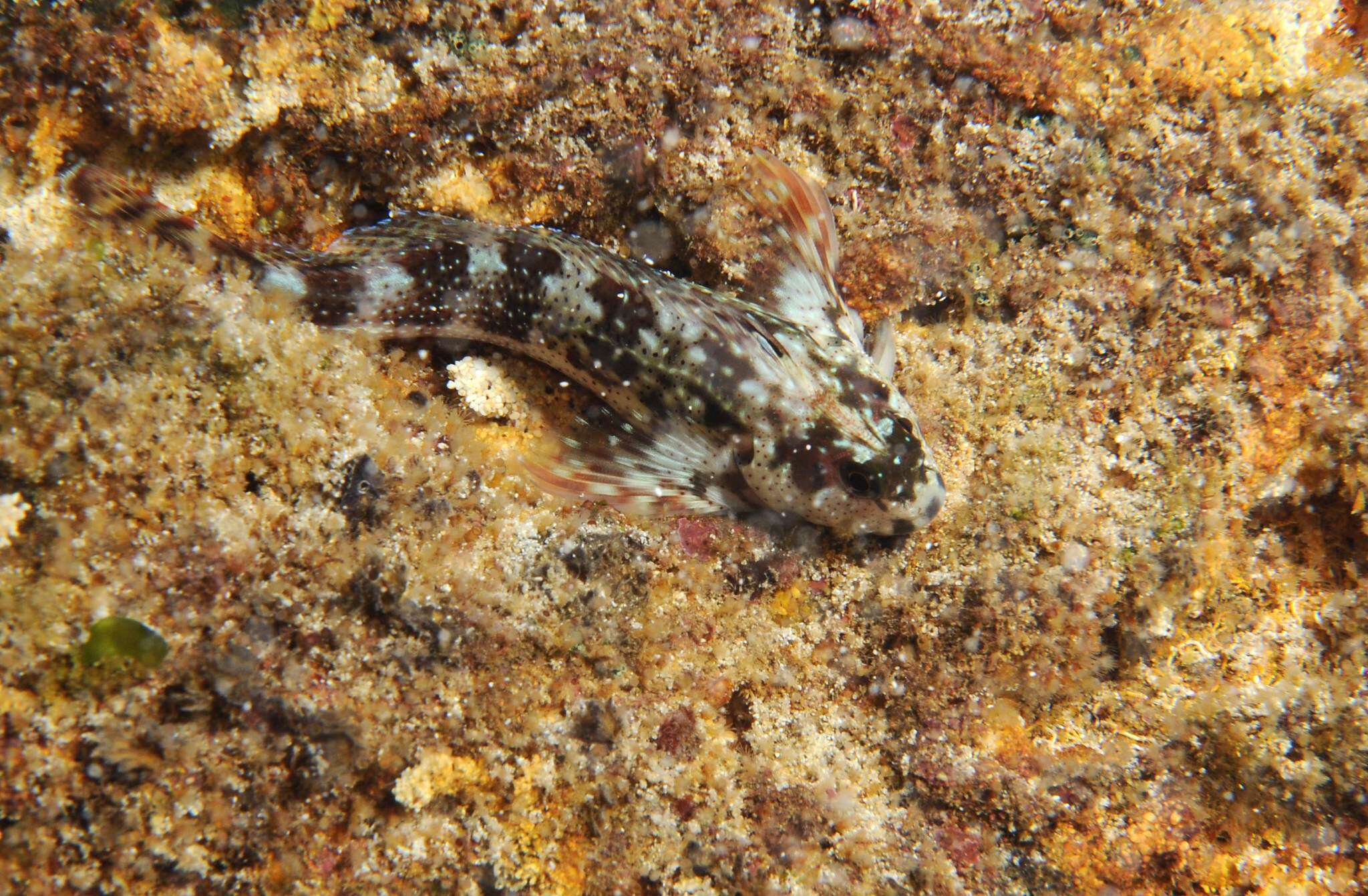 Image of Scartella caboverdiana Bath 1990