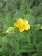 Image of Abutilon bivalve