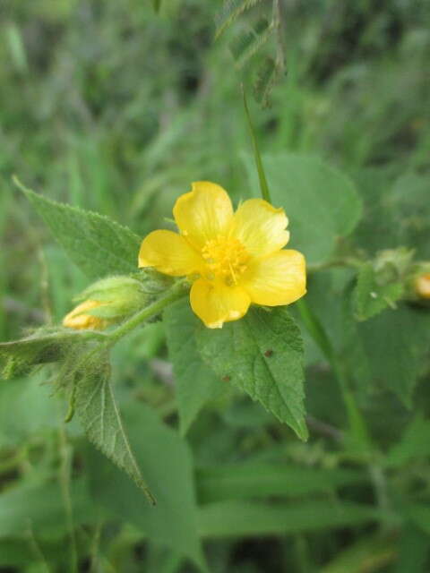 Image of Abutilon bivalve