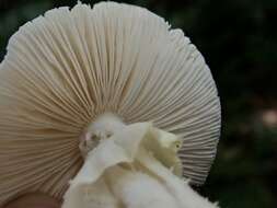 Image of Amanita kotohiraensis Nagas. & Mitani 2000