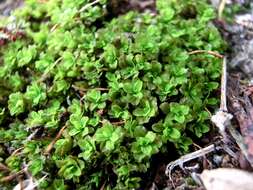 Image of Wideleaf Tortula Moss