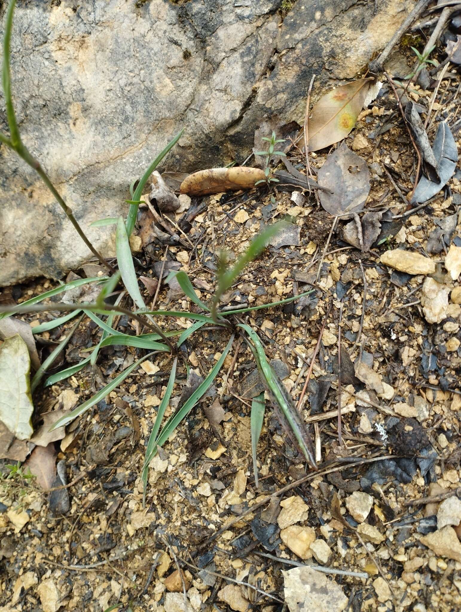 Image of Ranunculus gramineus L.