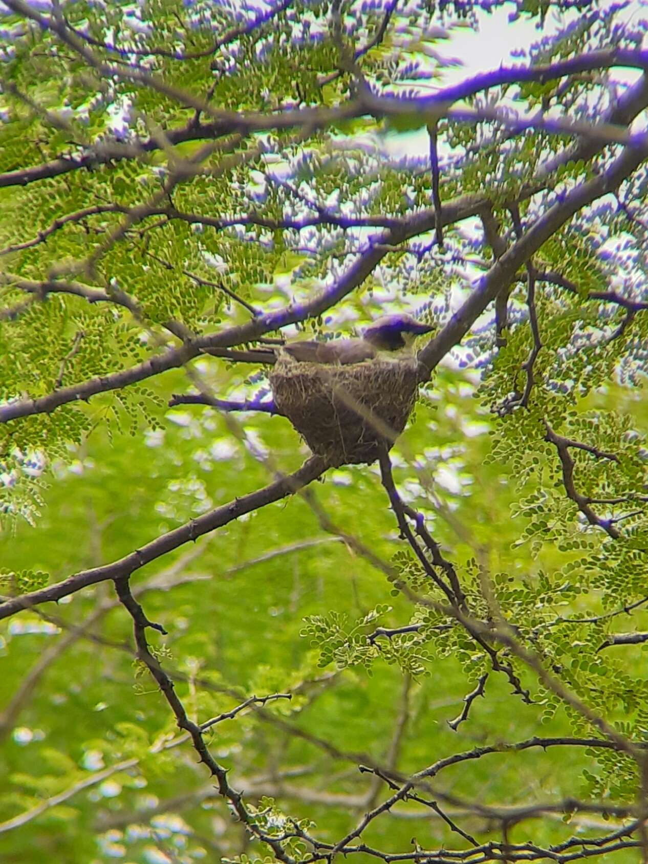 Image of Southern White-crowned Shrike