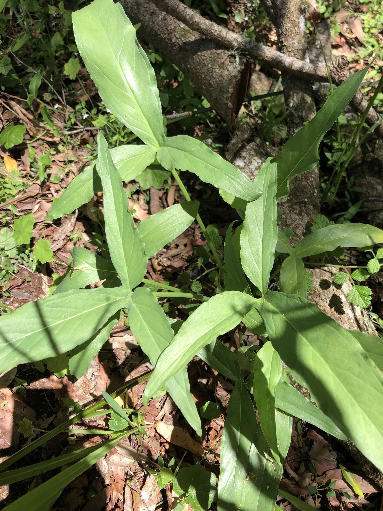 Typhonium brownii Schott的圖片